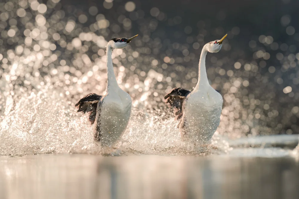 Lyu, Jinchao: Dancing on the Water