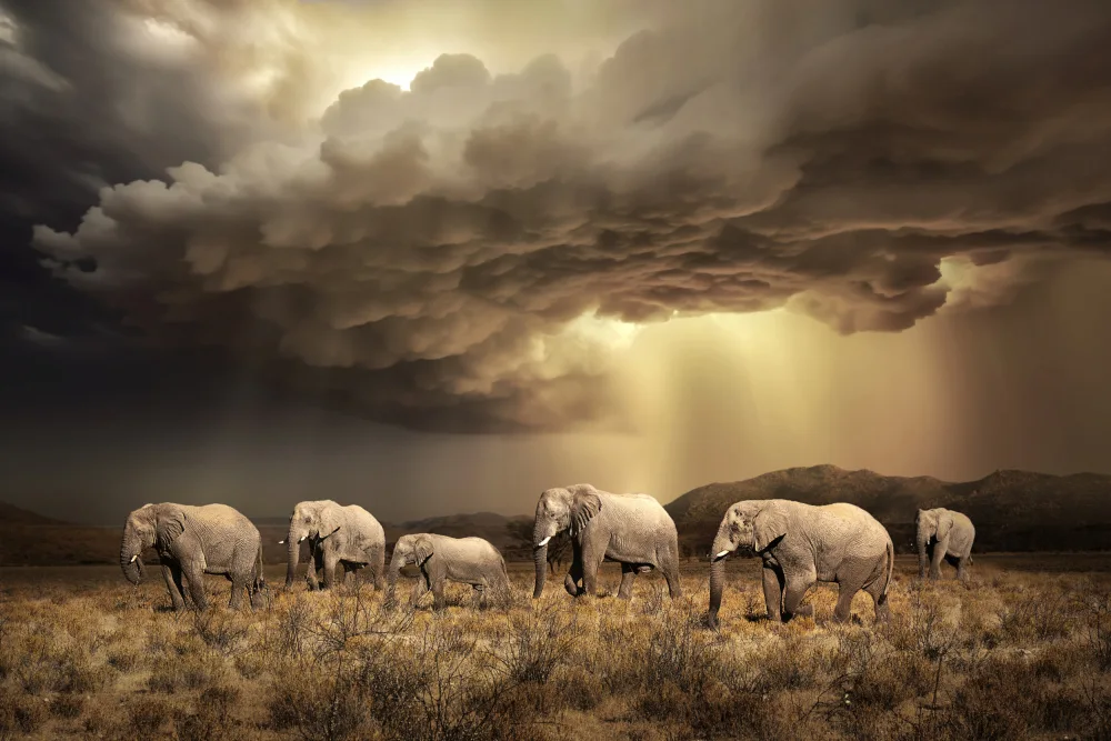 Egger, Marcel: GratuitÉléphants