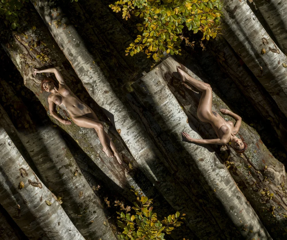 Pop, D. Ovi: Doppio albero