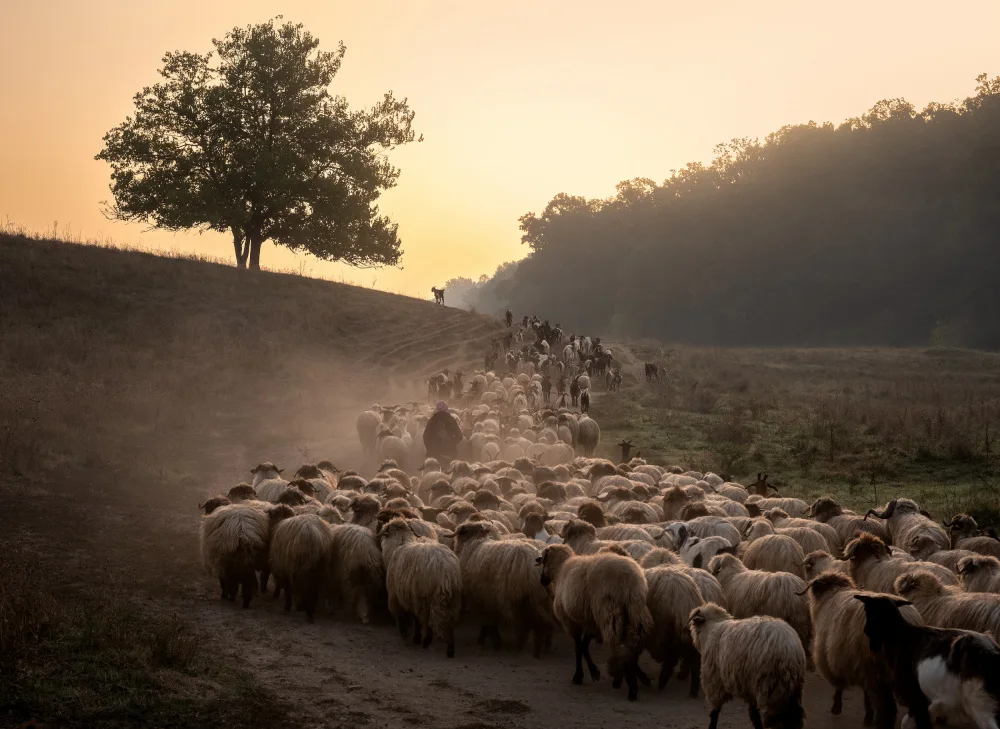 Prioteasa, Sebastian: Inizio mattutino