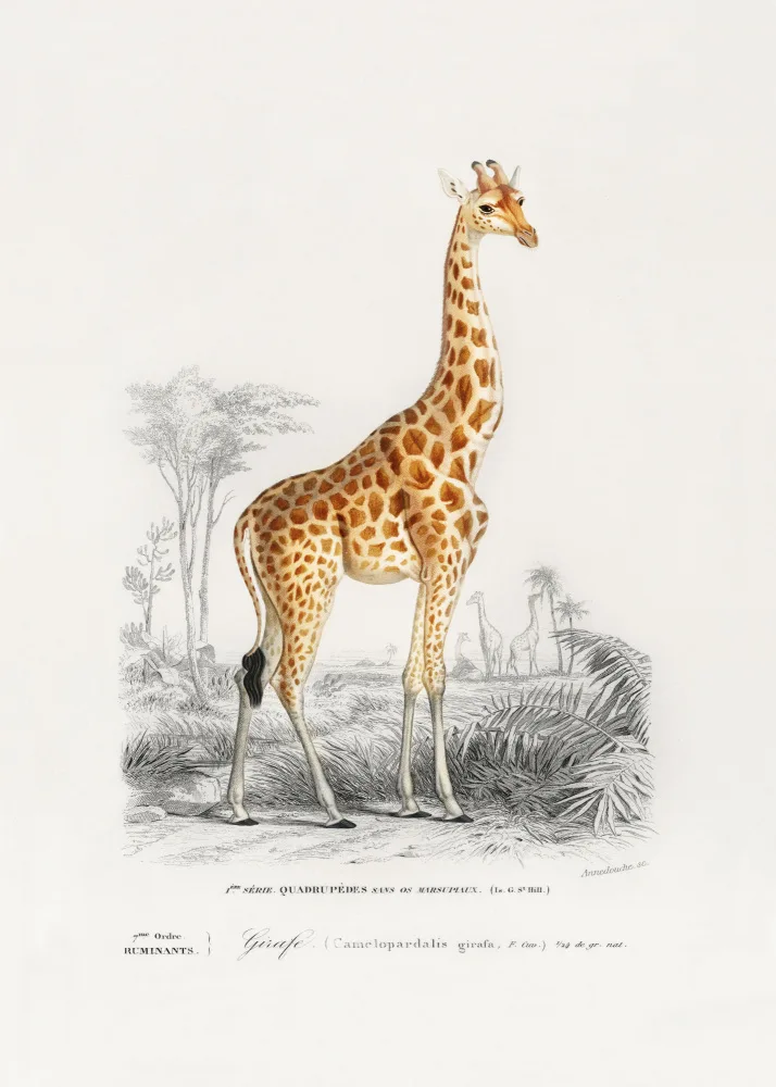 Orbigny, Charles Dessalines: Giraffa
