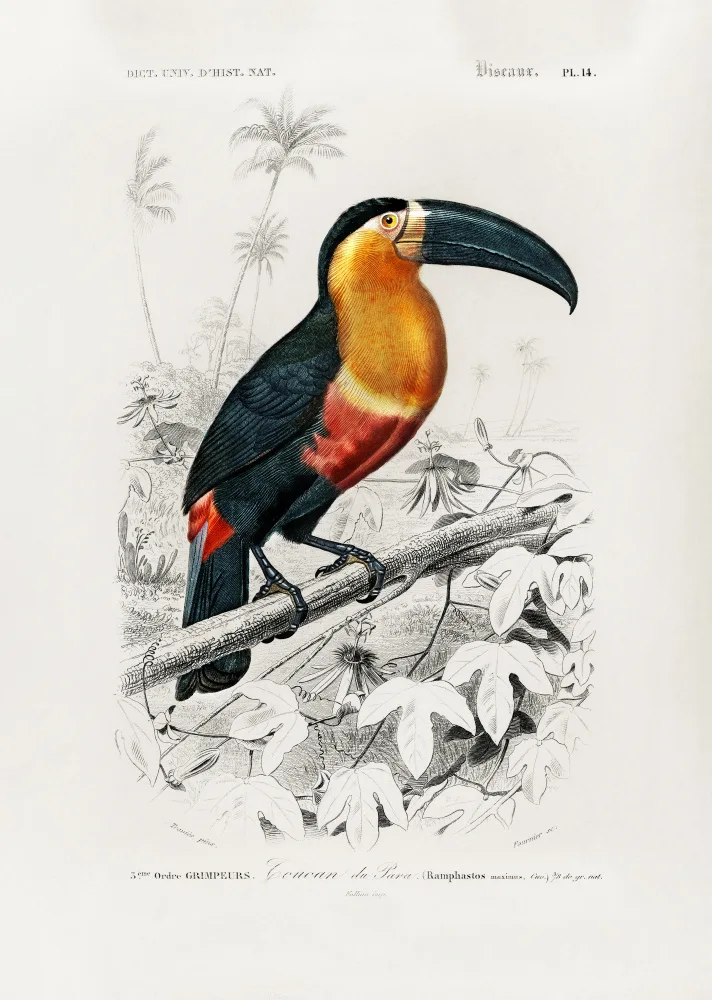 Orbigny, Charles Dessalines: Tucano (Ramphastos)