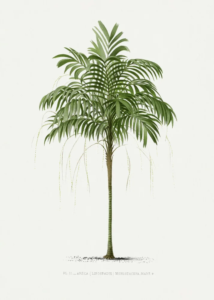 Histoire, Palmiers Les: Ii Areca Monostachya