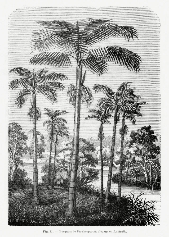 Histoire, Palmiers Les: Vintage Palm Tree Drawing Ii