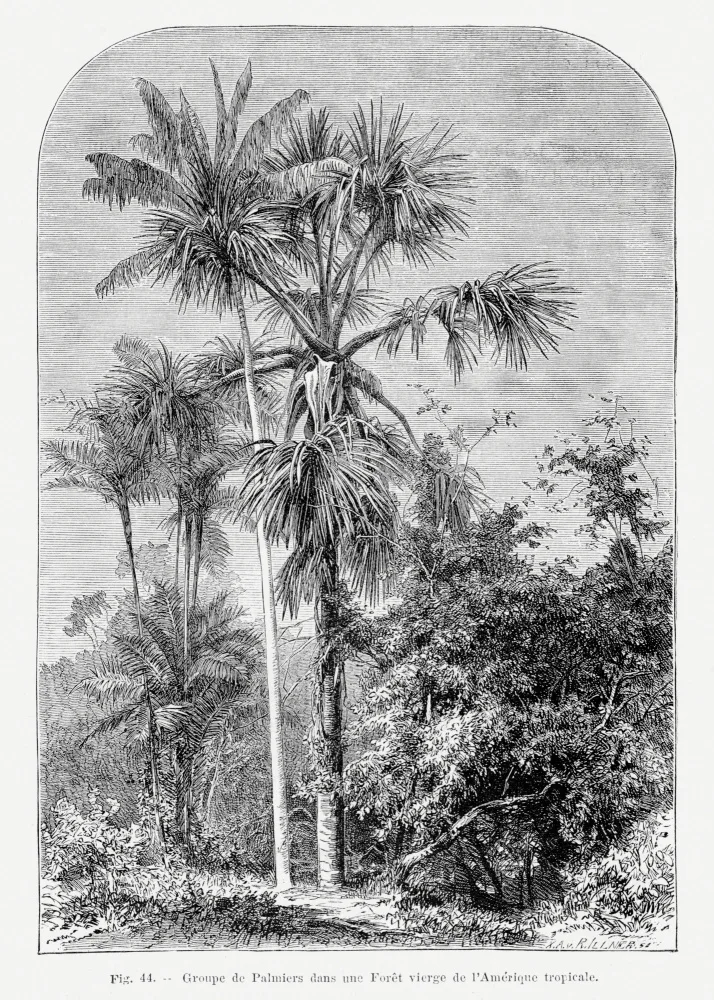 Histoire, Palmiers Les: Vintage Palm Tree Drawing Iv