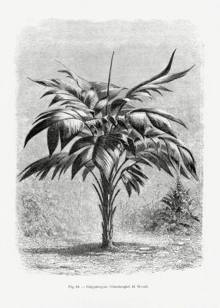 Histoire, Palmiers Les: Vintage Palm Tree Drawing Viii