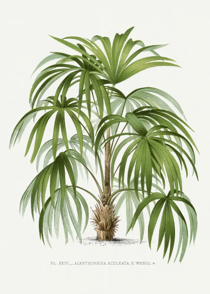 Histoire, Palmiers Les: Xxiv Acanthorhiza Aculeata