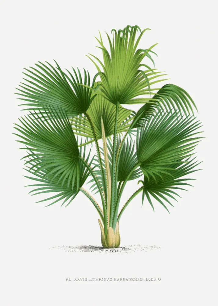 Histoire, Palmiers Les: Xxvii Thrinax B