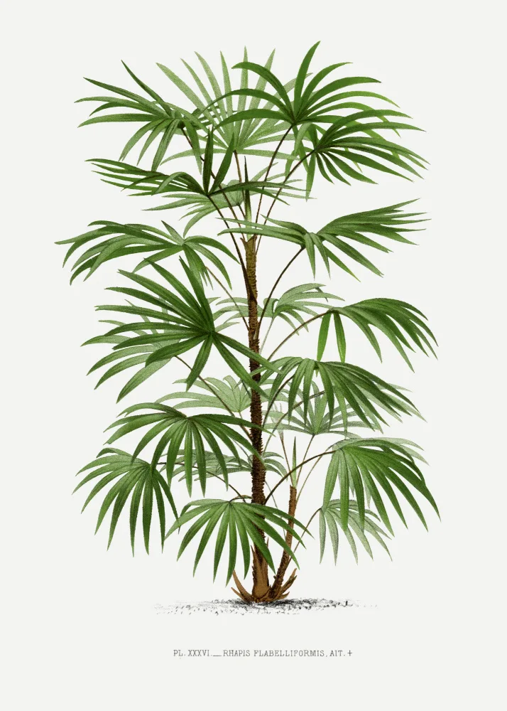 Histoire, Palmiers Les: Xxxvi Rhapis F