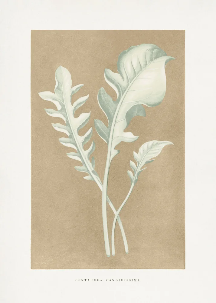 a, Plantes Les: Illustrazione della foglia di Centaurea Candidissima