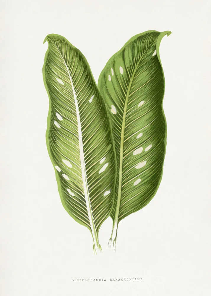 a, Plantes Les: Illustrazione verde della foglia di Dieffenbachia Baraquiniana