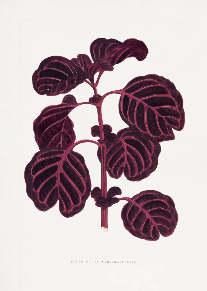 a, Plantes Les: Illustratio della foglia rosa di Achyranthes Verschaffeltii
