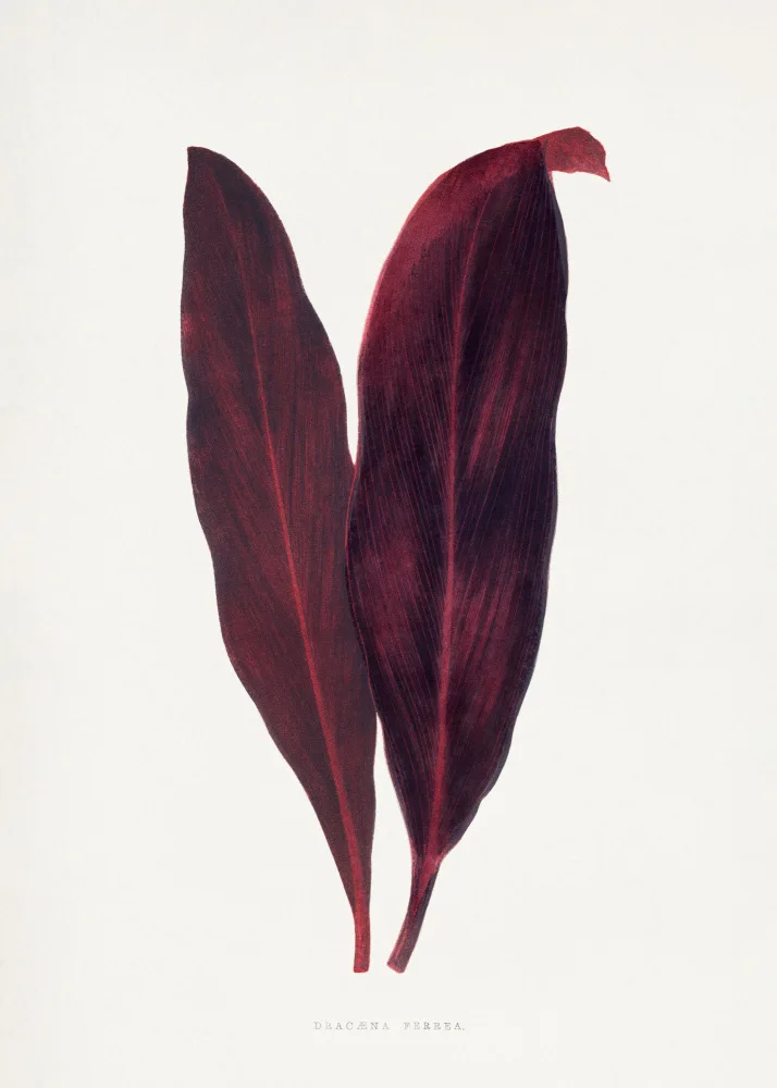 a, Plantes Les: Illustrazione di foglia rosa Dracaena Ferrea