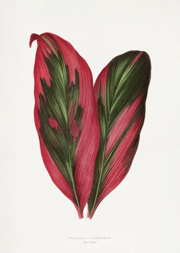 a, Plantes Les: Illustrazione rosa della foglia di Dracaena Terminalis