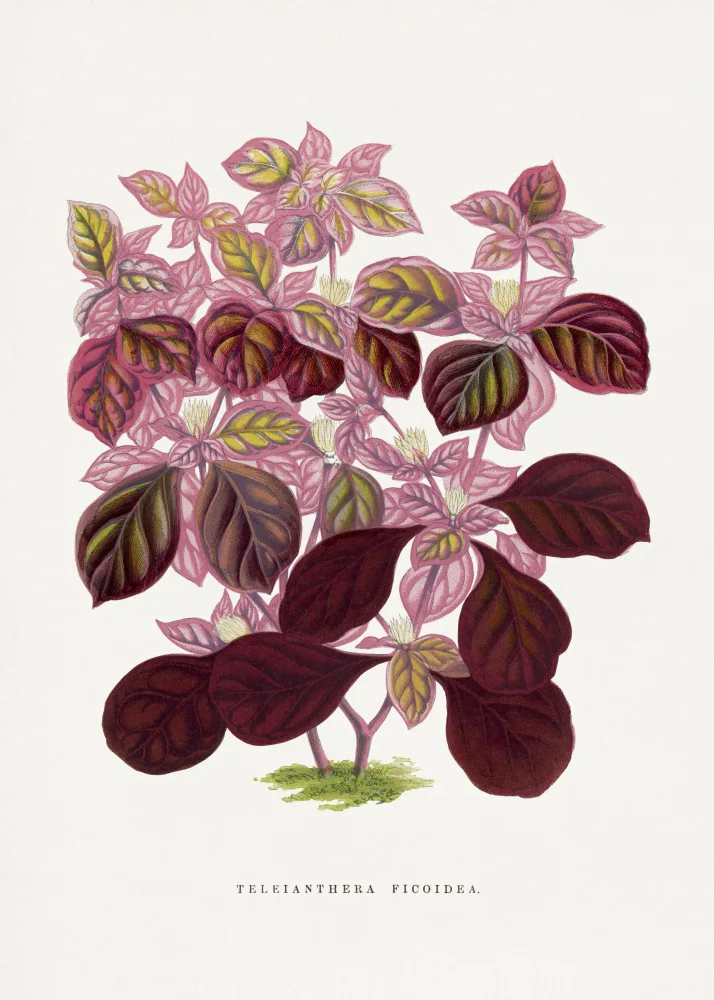a, Plantes Les: Illustrazione rosa della foglia di Teleianthera Ficoidea