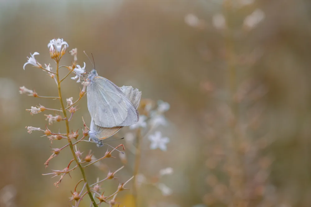 Jianwen: mariposa