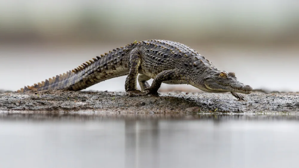 Catta, Alessandro: Mladý Croc
