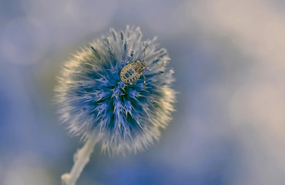 Dufour, Thierry: La stella blu...