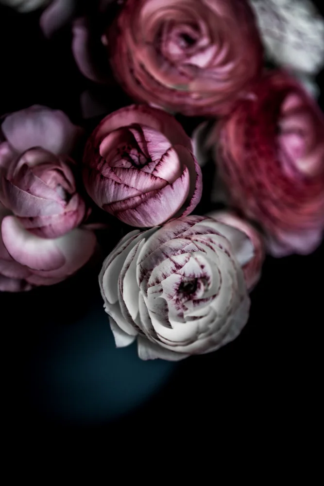 Böhmer, Mareike: Fleurs sombres 2