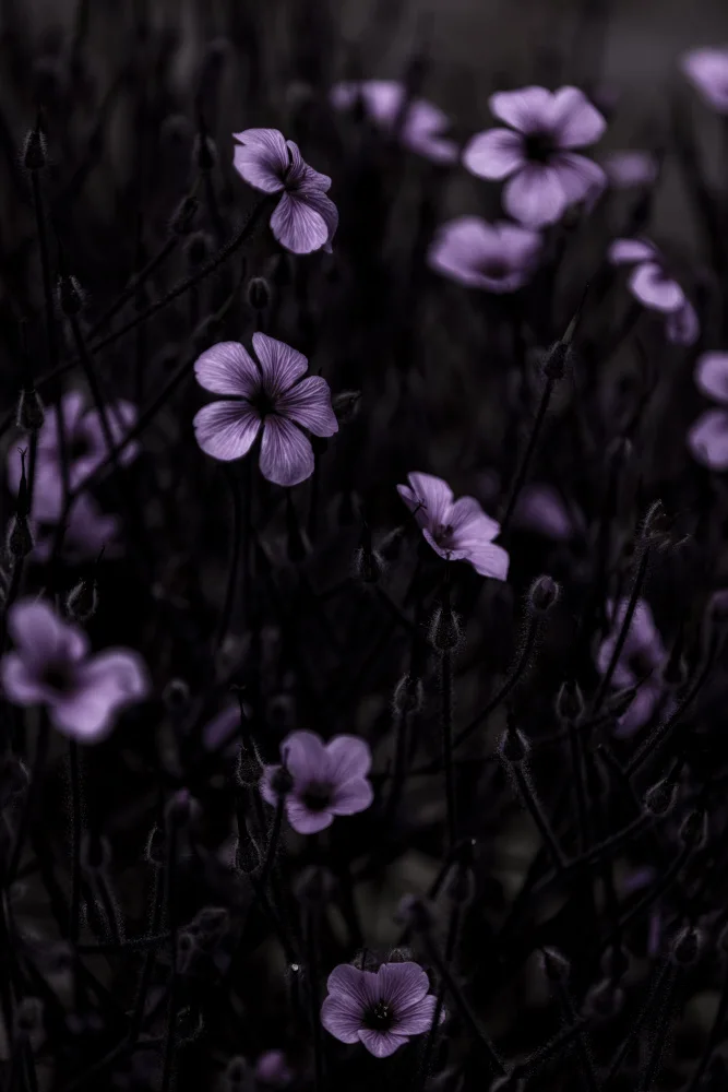 Böhmer, Mareike: Fleurs sombres 10