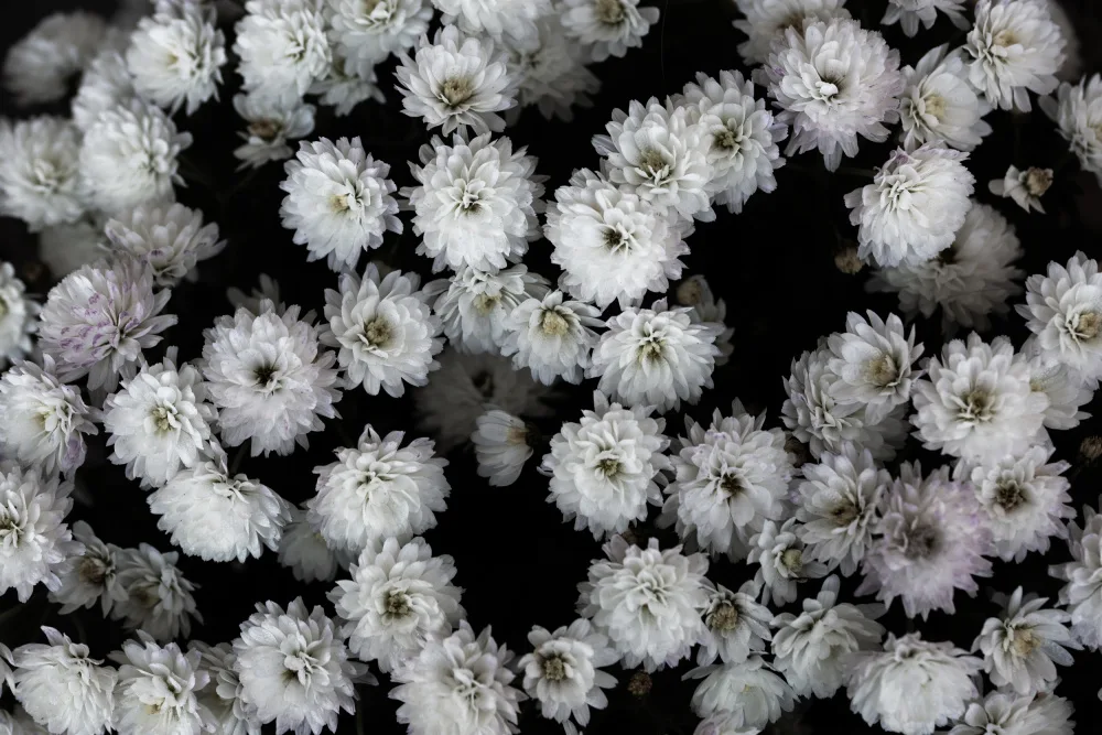 Böhmer, Mareike: Petites fleurs 3