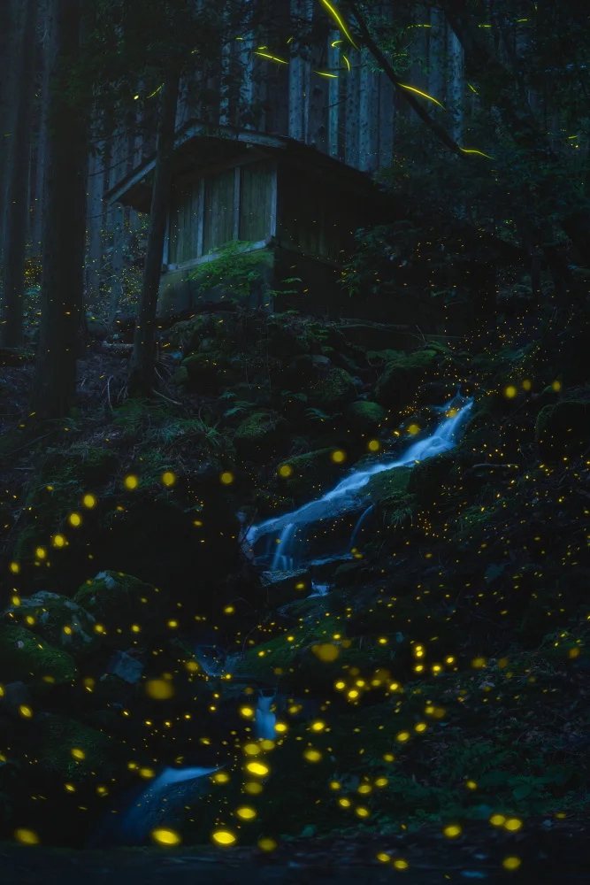 quan, van Vu: Foresta da sogno