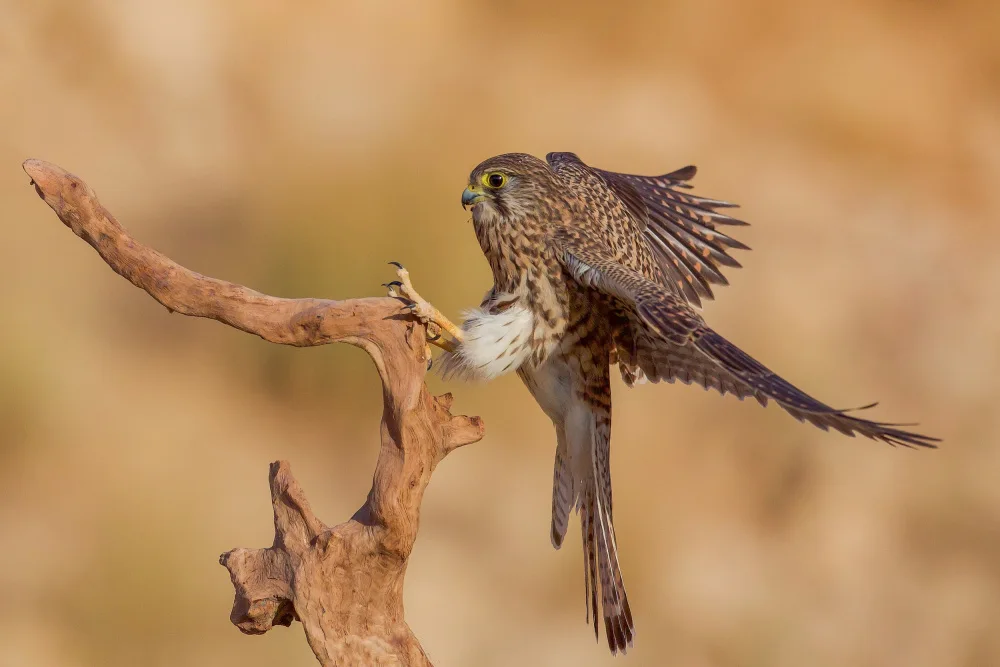 Manusevich, David: Turmfalke