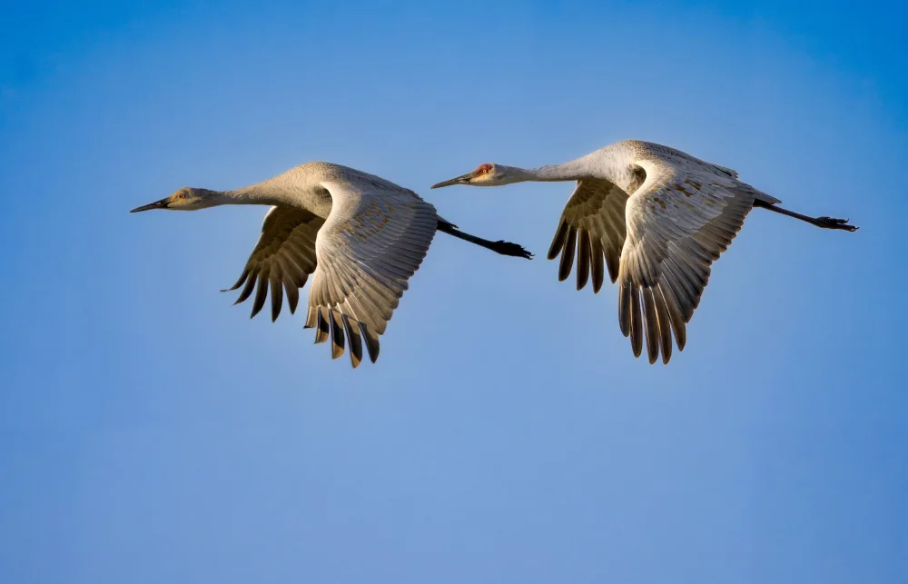 Qiao, Bin: Grues du Canada