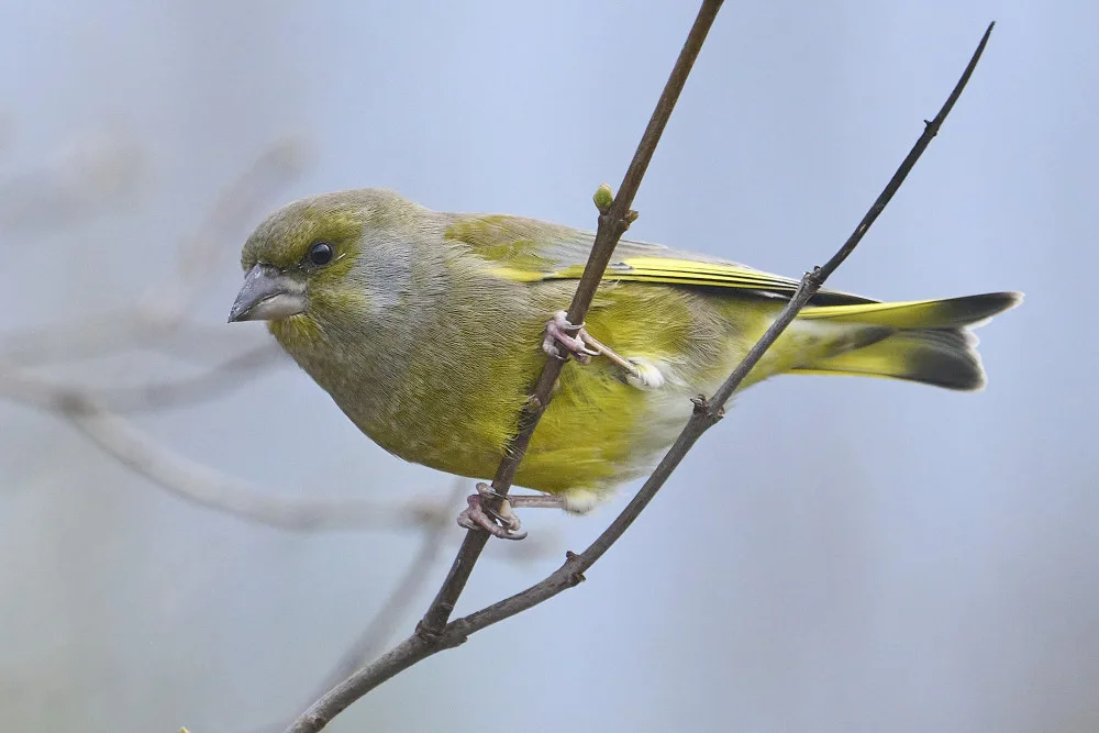 Puum, Mati: Greenfinch.
