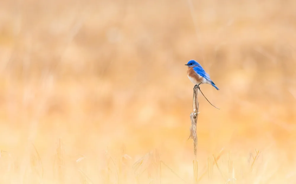 Yan, Songhu: Dorato e blu