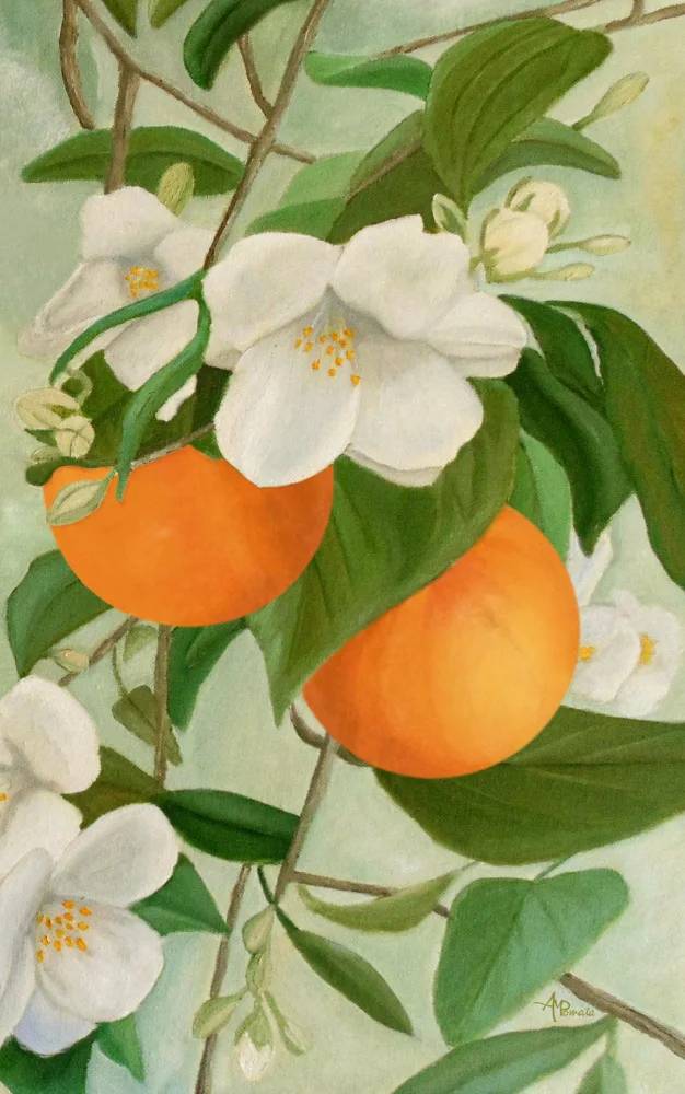Pomata, M. Angeles: Zweig des blühenden Orangenbaums