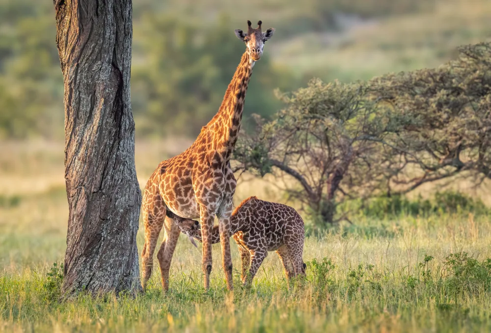 giraffe sunrise