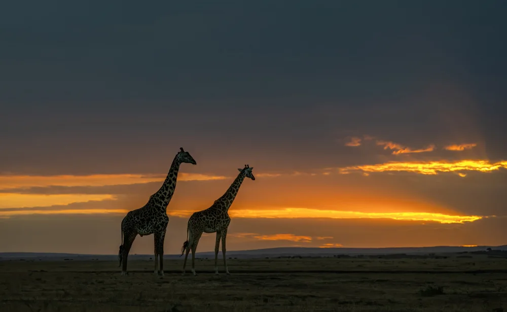 Tseng, Judy: Coppia di giraffe