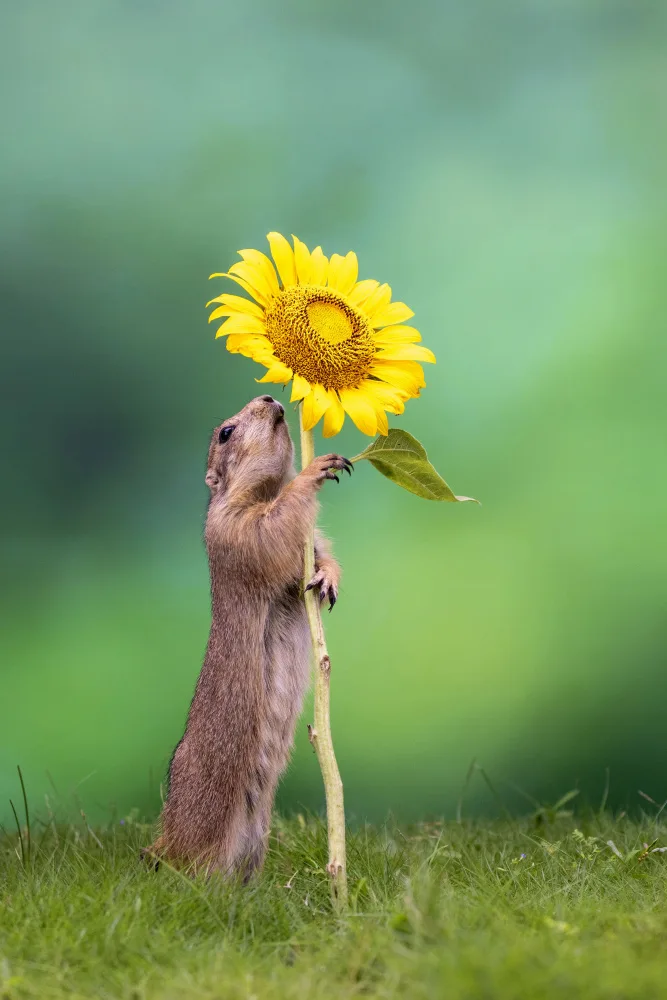 Widjaja, Sally: Besa la flor del sol