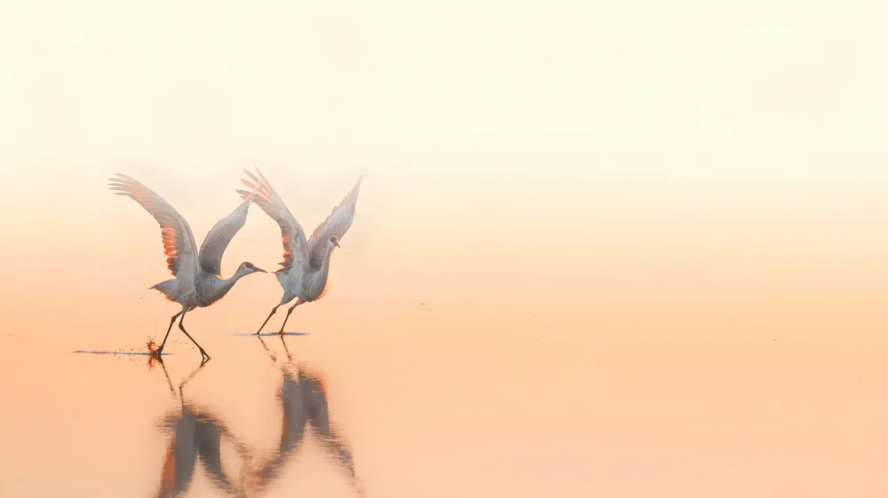 AN, ANNA: Danza della gru