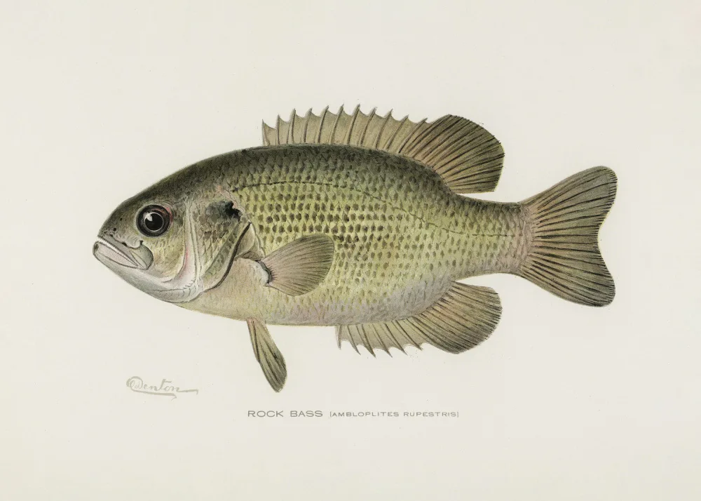 Pictufy: Rock Bass (Ambloplites Rupestris) von Sherman F. Denton (1856 1937)