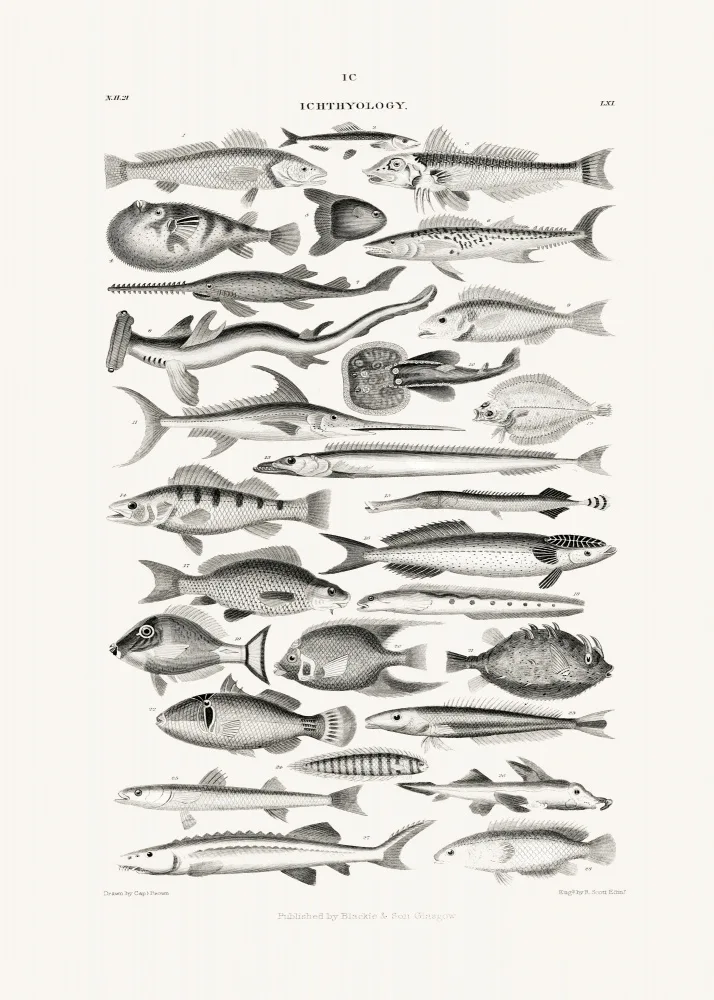 Goldsmith, Oliver: Sealife I