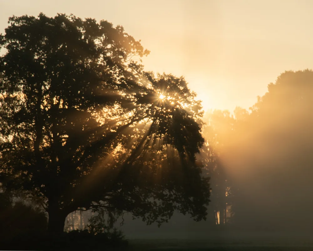 Bank, Hamed: Ranní sluneční paprsky a strom