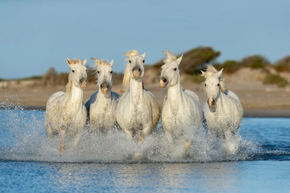 Raga, Gil Joan: Camargue-Pferde