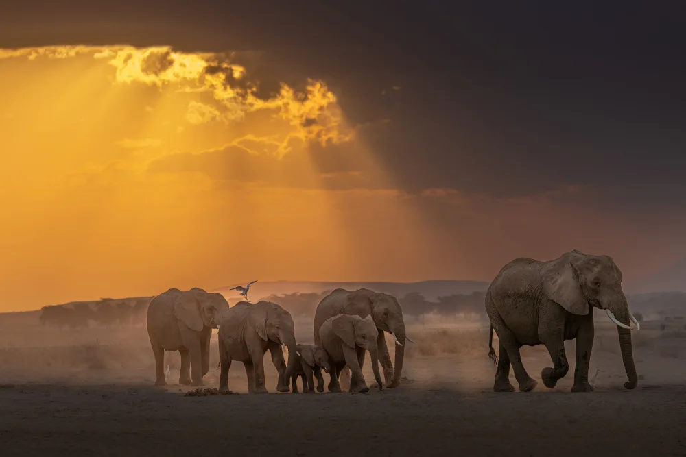 Khataw, Ali: Rays