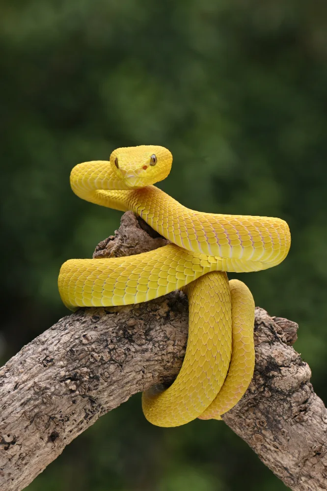 Setiadi, Ajar: The yellow
