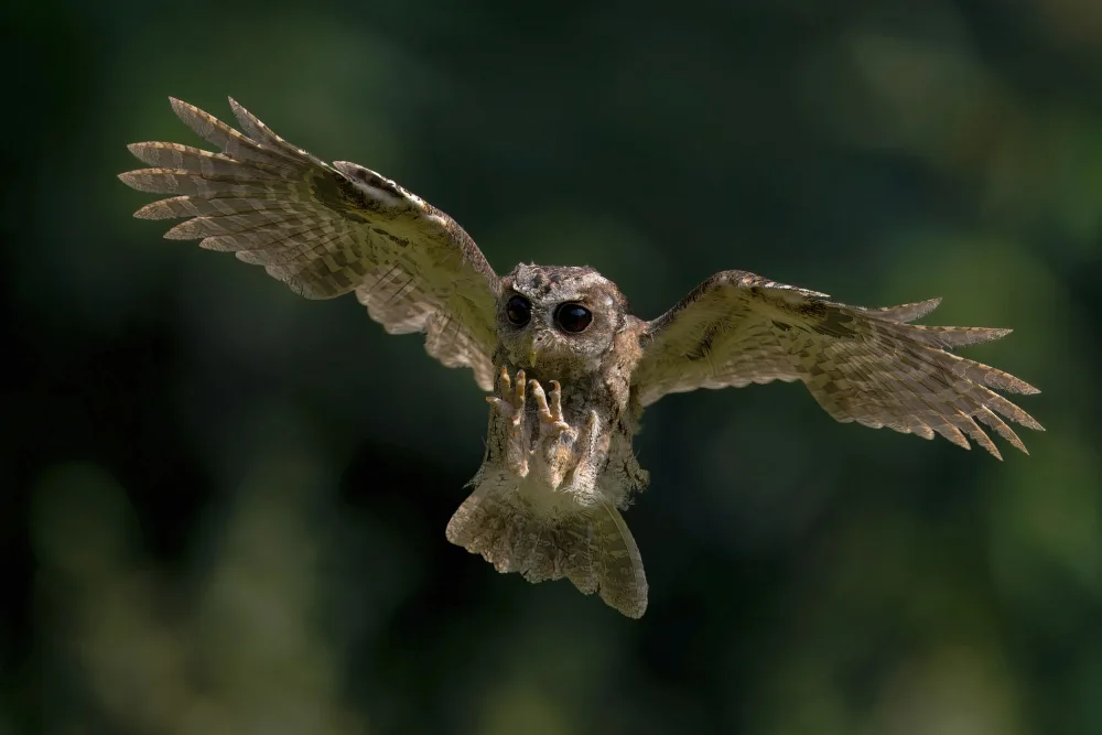 Lam, Gavin: Obojek scops sova