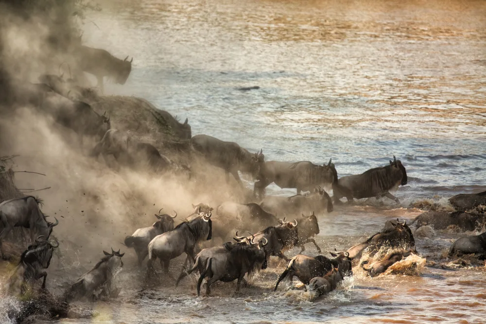 Bashlian, Raffi: Brave Crossing
