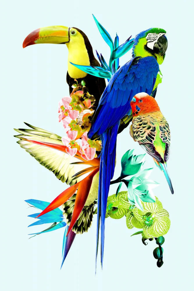 Bardot, Gemma: Oiseaux du Paradis II