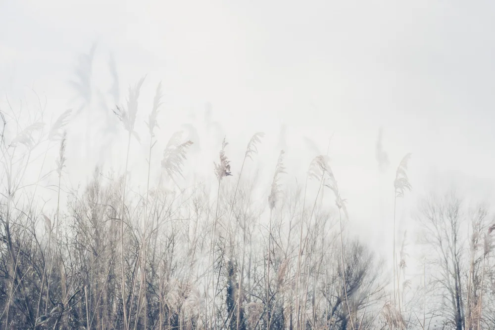 Imaginative: Landscape of reeds and grass
