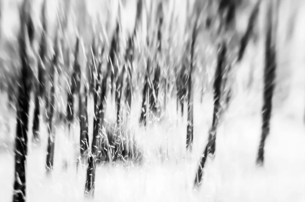 Imaginative: Moving trees in the snow