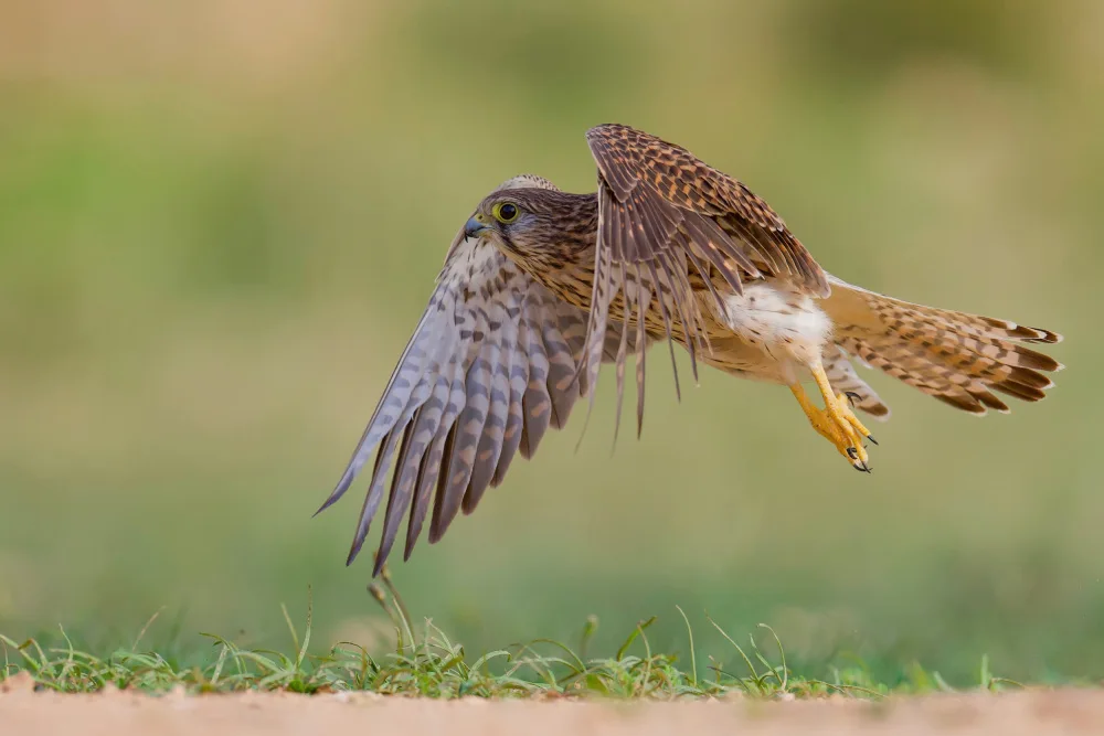 Manusevich, David: Turmfalke
