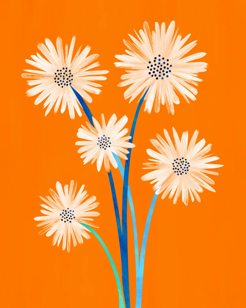 Gallagher, Kristian: Moroccan Daisies 2