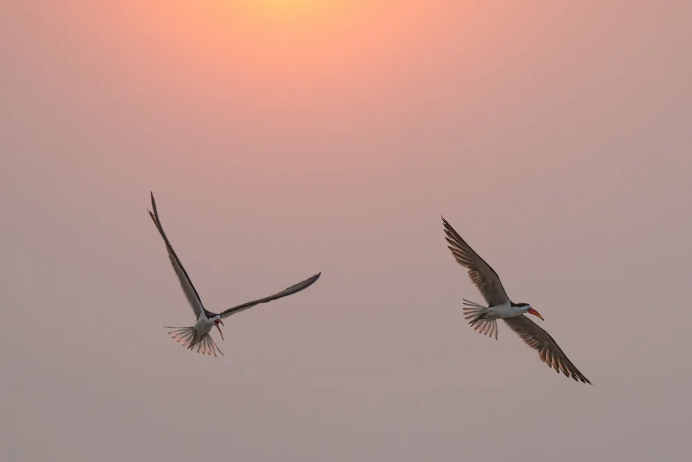 Steenkamp, Etienne: Skimmer al tramonto