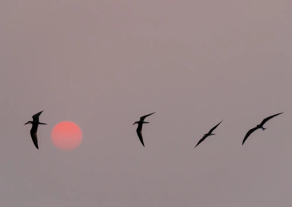 Steenkamp, Etienne: Skimmers contra el sol